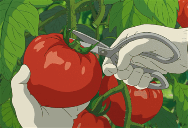 西红柿——转载网络图片